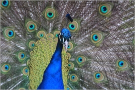 <p>PÁV KORUNKATÝ (Pavo cristatus) - sameček, ZOO Ústí nad Labem</p>
